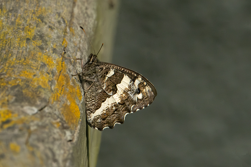 Faune ziga-zaga (Hipparchia fidia)