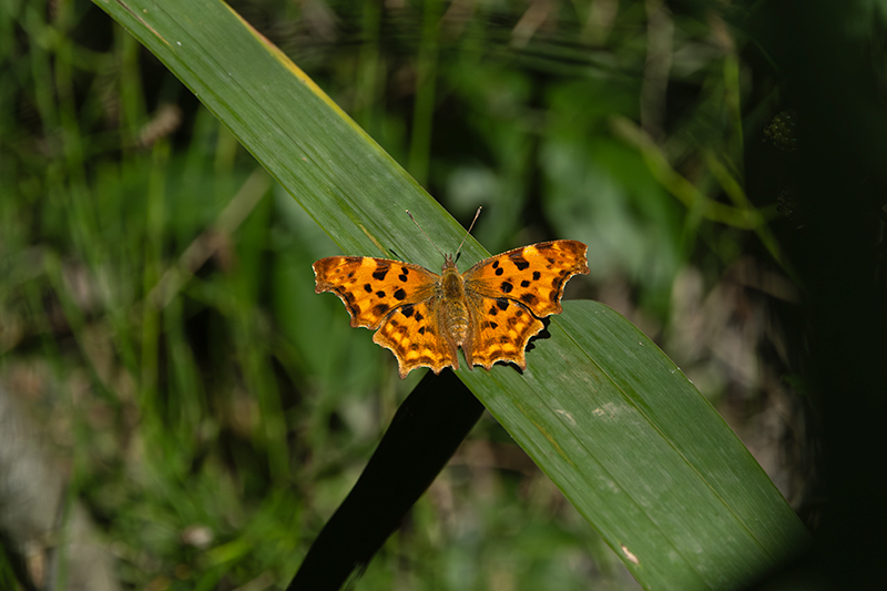 Papallona de la c. blanca