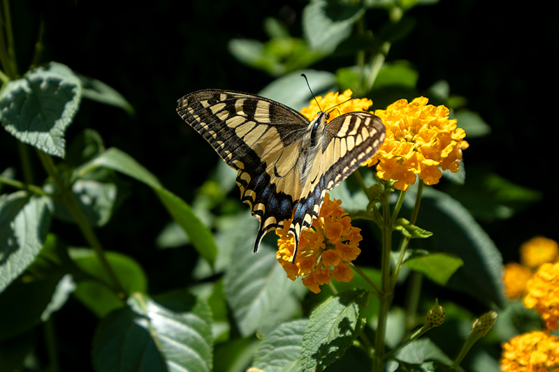 Papallona reina (Papilio machaon)