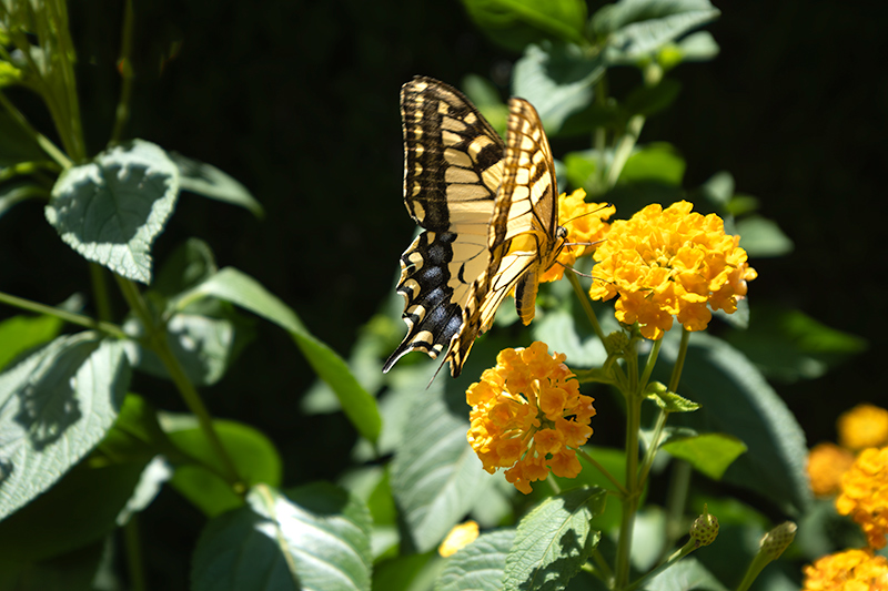 Papallona reina (Papilio machaon)