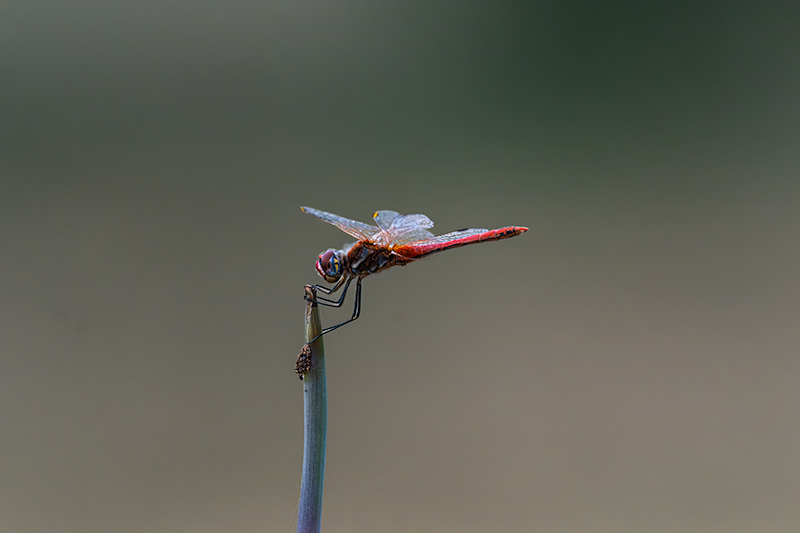 Libèl-lula roja. Crocothemis erythraea