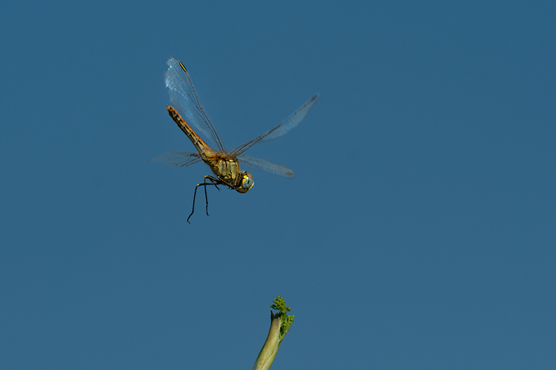 Crocothemis erythraea