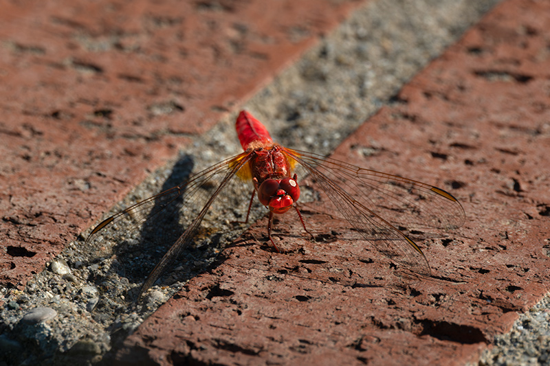 Libèl-lula roja. Crocothemis erythraea