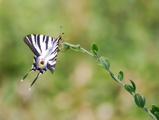 Iphiclides podalirius (papallona zebrada)