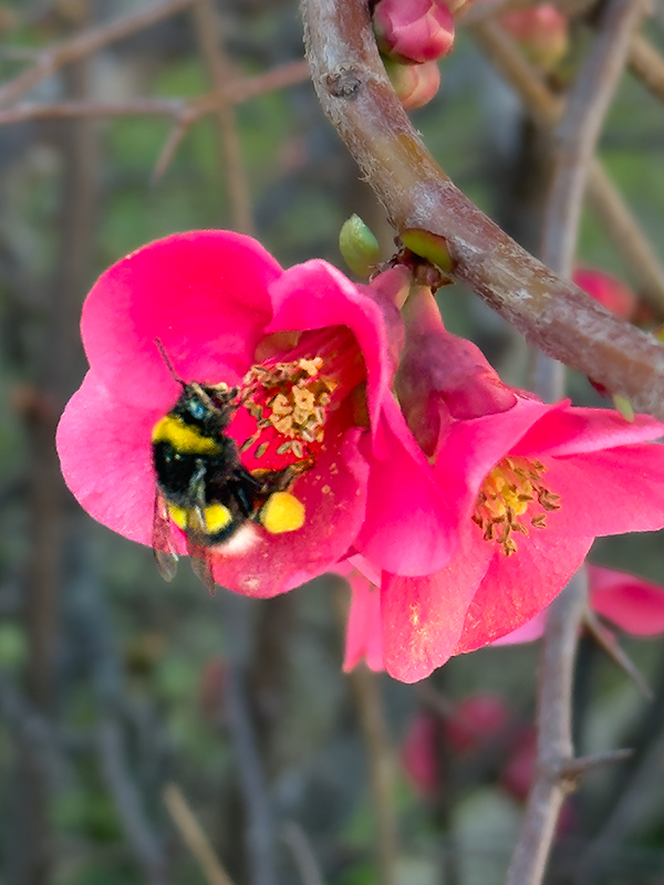 Borinot (Bombus terrestris)