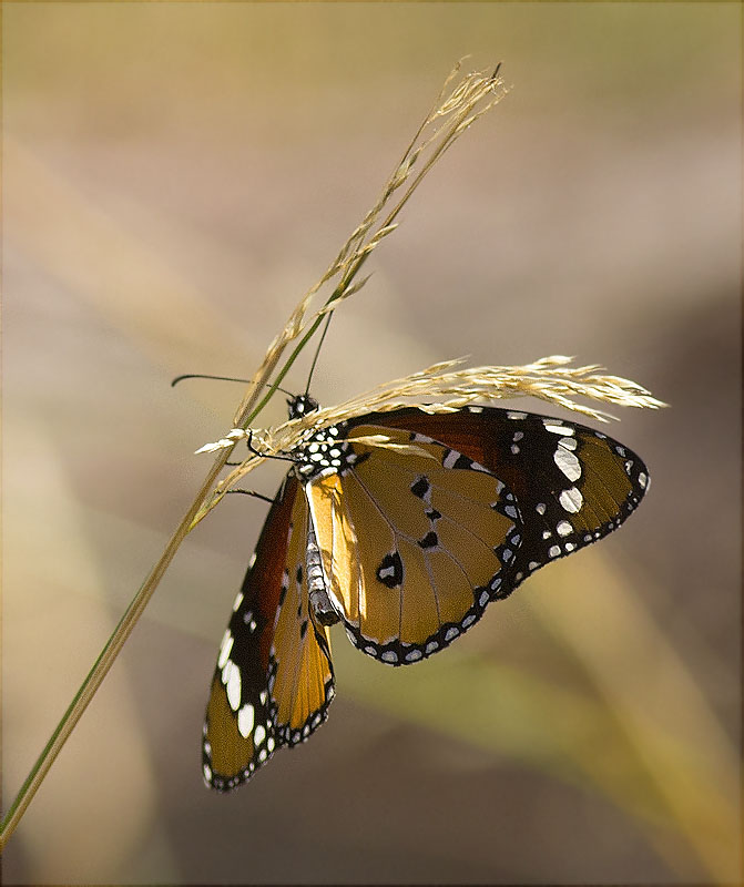 Papallona tigre (Danaus (Anosia) chrysippus)