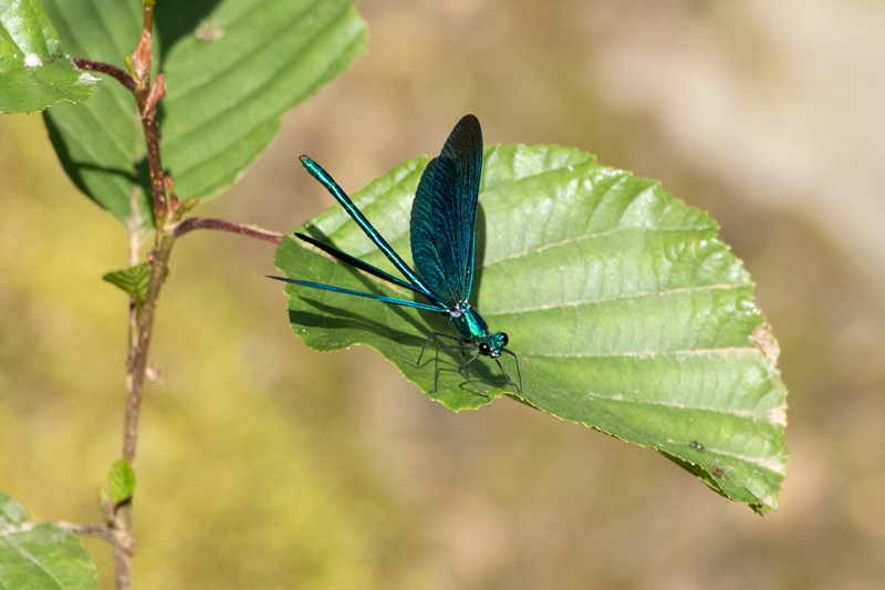 Calopteryx virgo