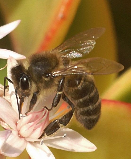 flor de la crassula argentea i abella
