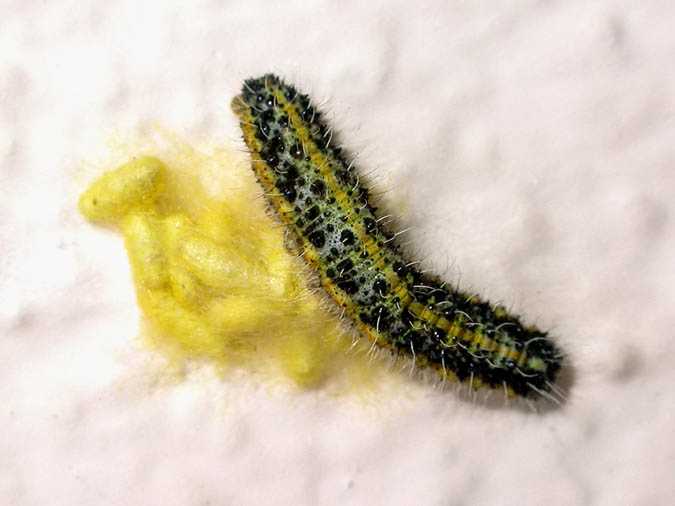 Eruga de papallona de la col parasitada 2