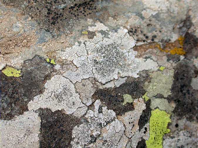 400 lichen pictures and going on