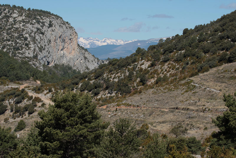 Coll de  Maçana, amb els Pirineus nevats al fons.