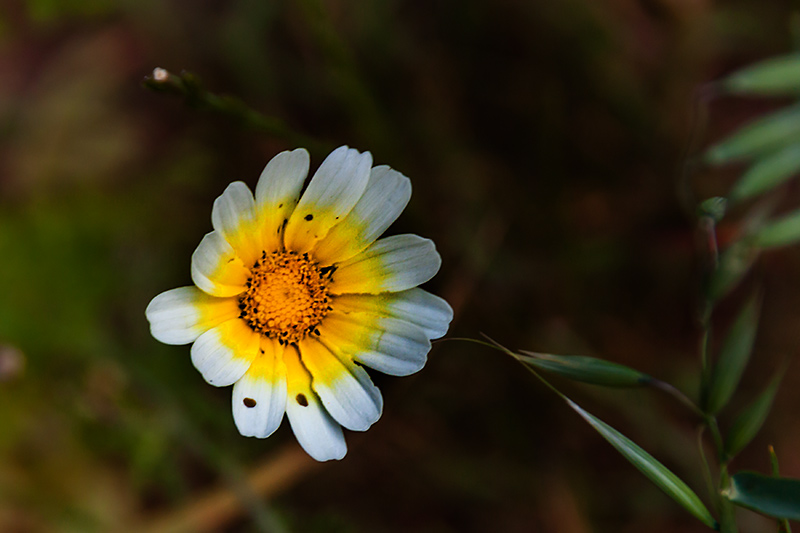 Menorca.Sordonaia (Chrysanthemum coronarium).