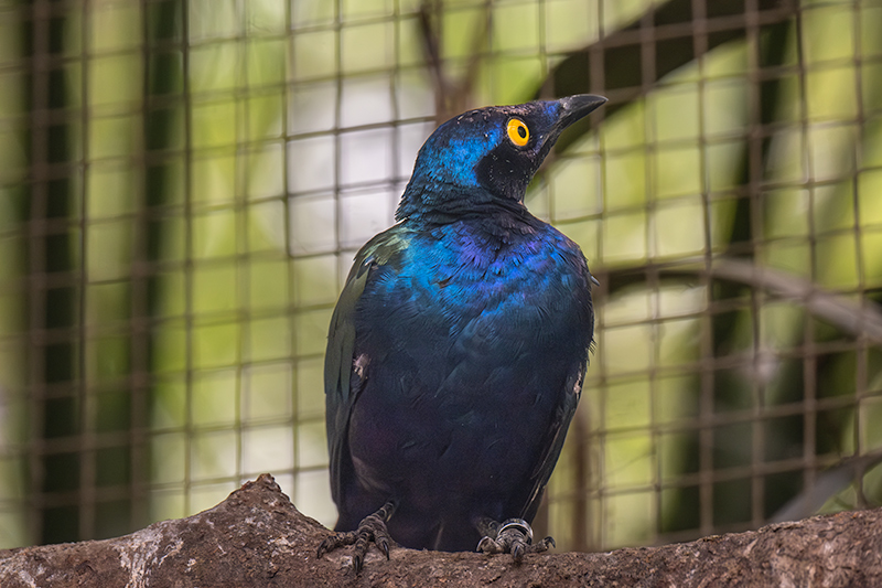 Lamprotornis purpureus