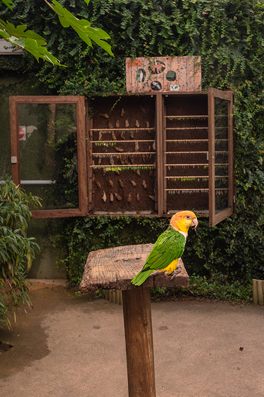 Aratinga solstitialis