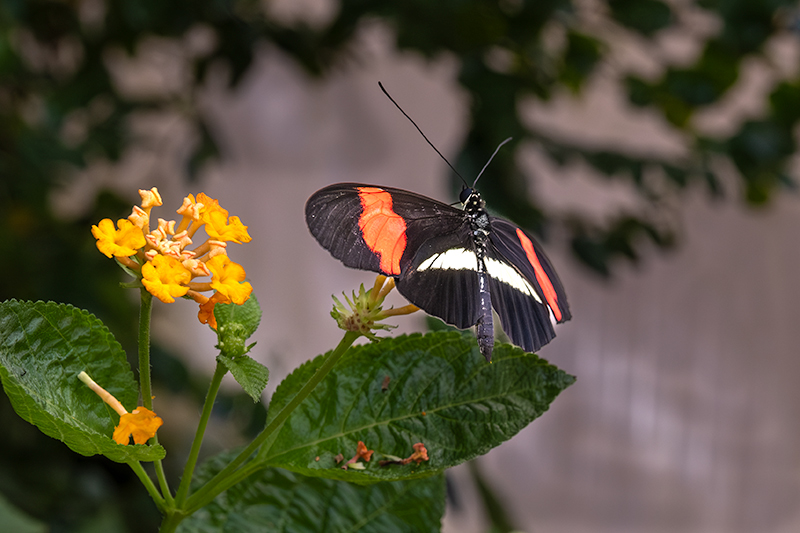 Heliconius melpomene rosina