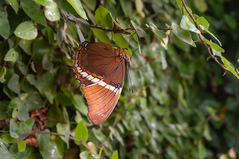 Siproeta epaphus