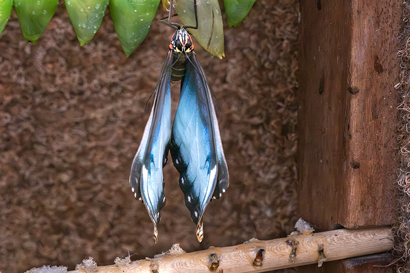 Morpho peleides