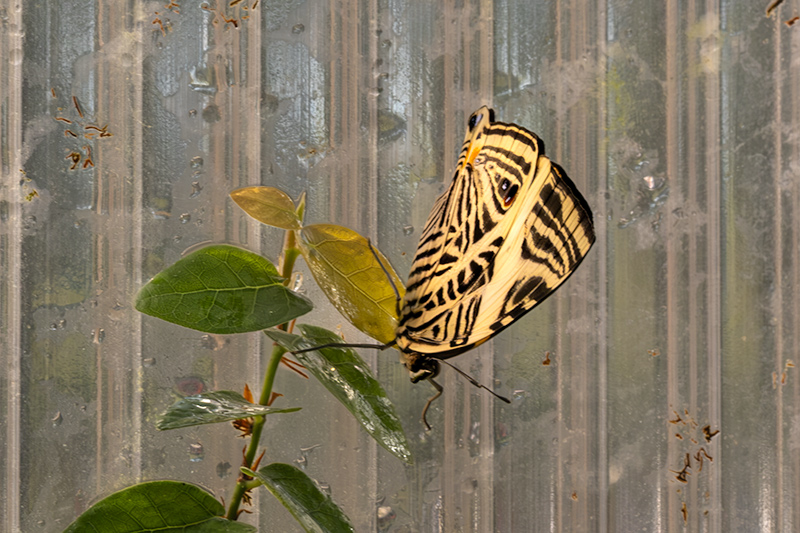 Colobura dirce