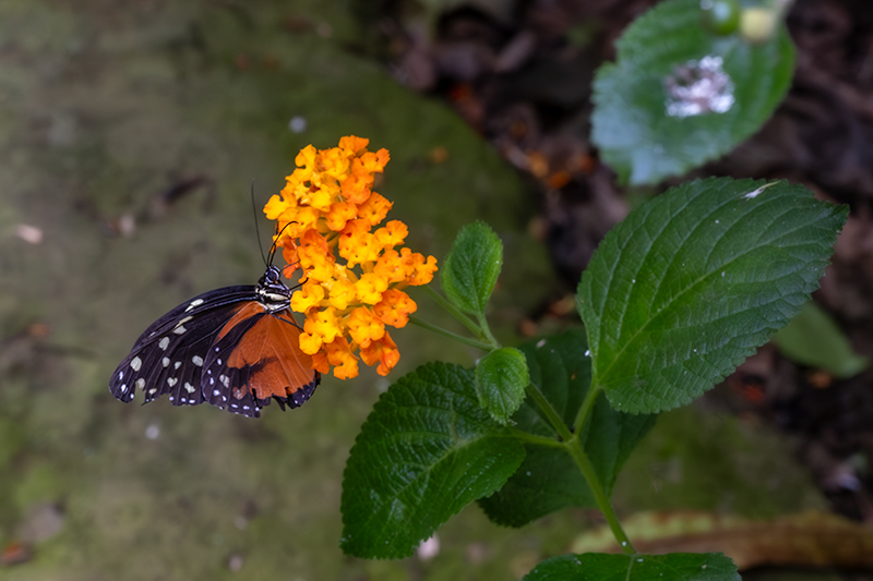 Heliconius hecale