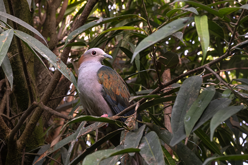 Ducula  paulina ?? ( D. a. pusilla. )