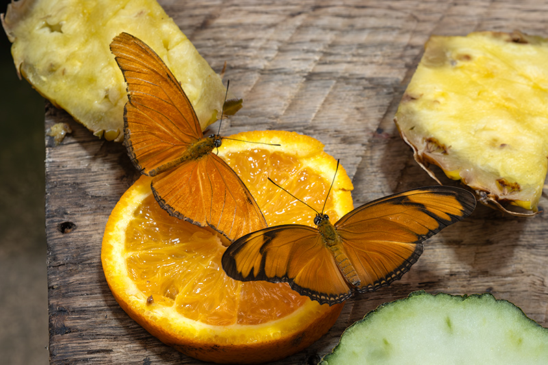 Doleschallia bisaltide i  Dryas iulia