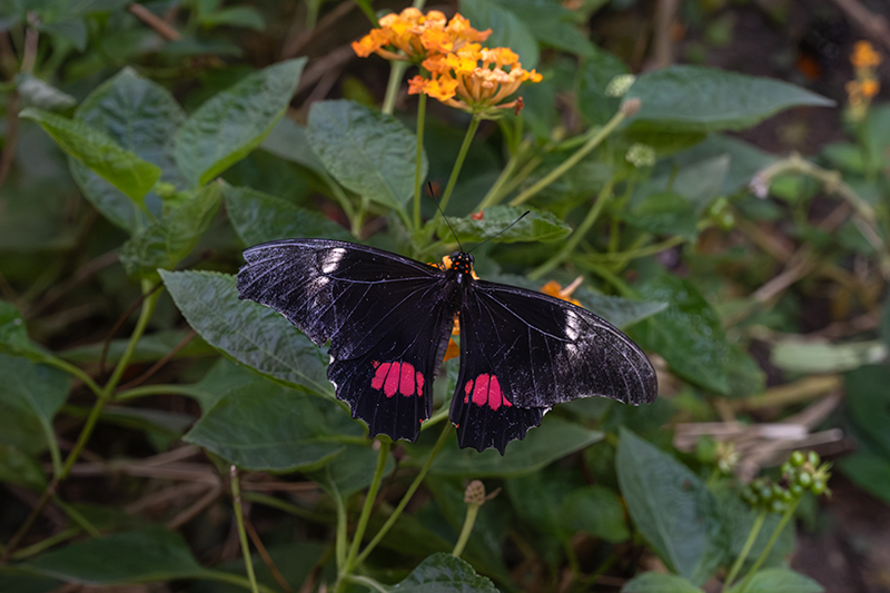 Papilio anchisiades