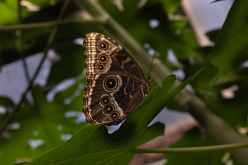 Morpho peleides