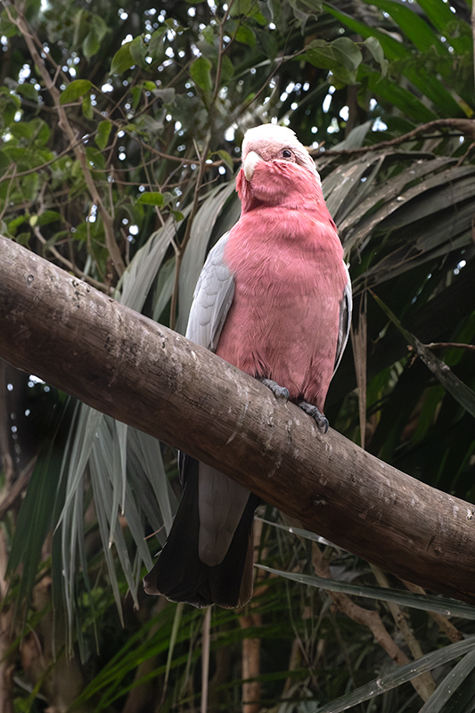 Cacatua Galag. Eolophus roseicapilla