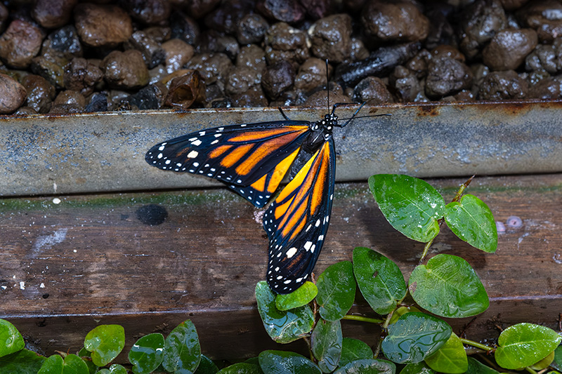 Danaus plexippus