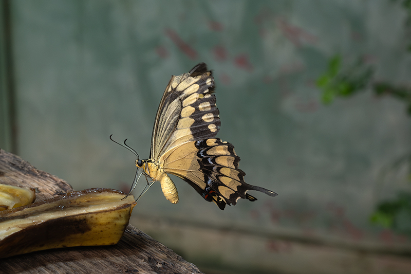 Papilio cresphontes