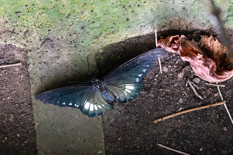 Papilio polytes