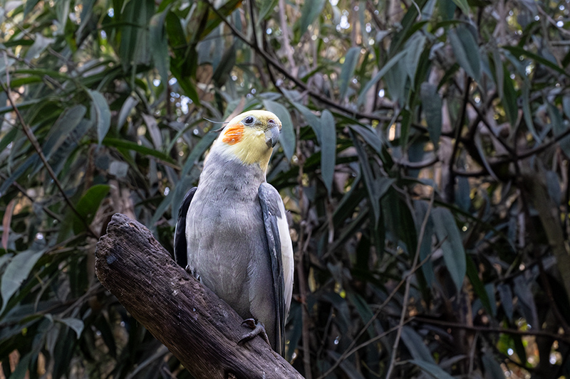 Nymphicus hollandicus