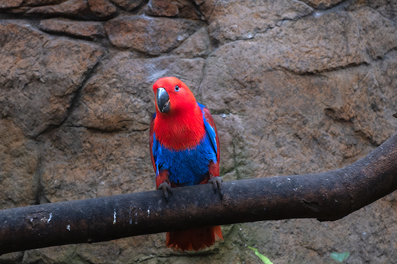 Eclectus roratus.  Femella