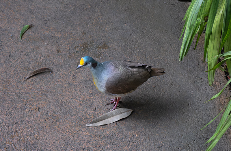 Gallicolumba tristigmata