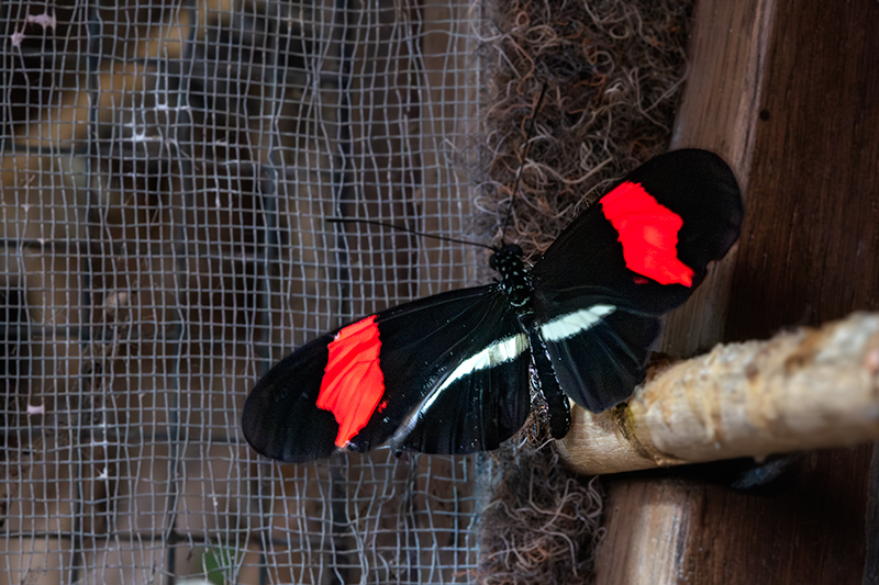 Heliconius melpomene