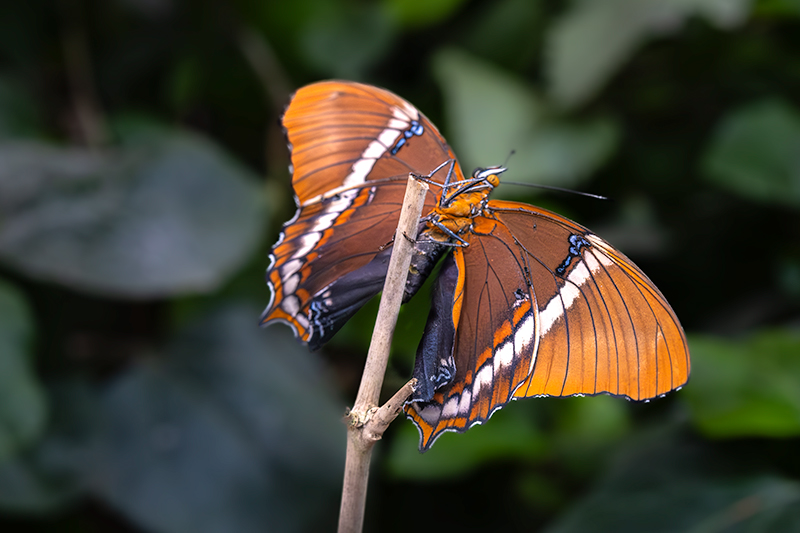 Siproeta epaphus