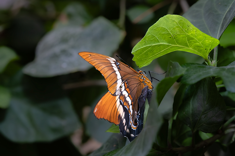 Siproeta epaphus