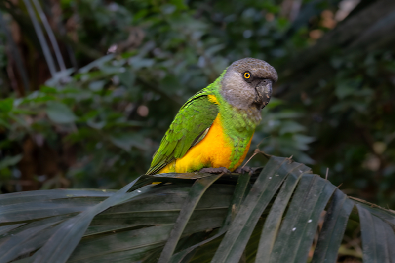 Poicephalus senegalus