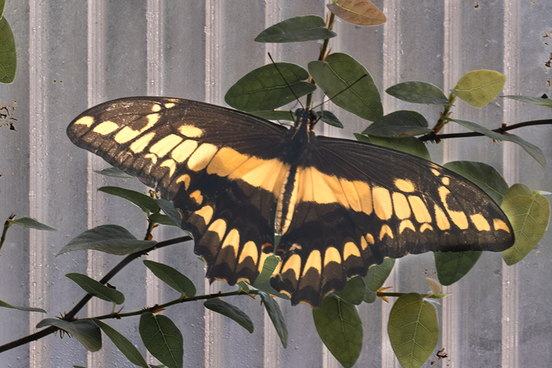 Papilio cresphontes