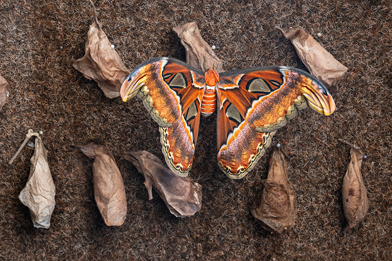 Attacus atlas