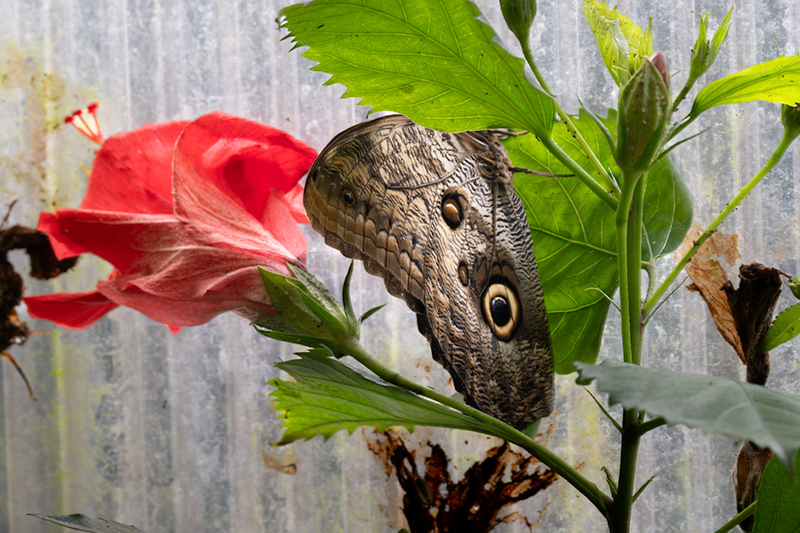 Caligo eurilochus