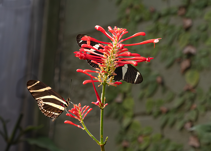 Heliconius doris i Heliconius charithonius