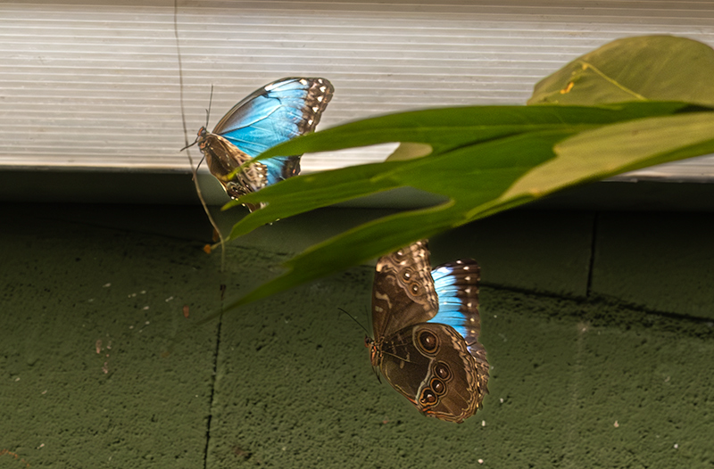 Morpho peleides