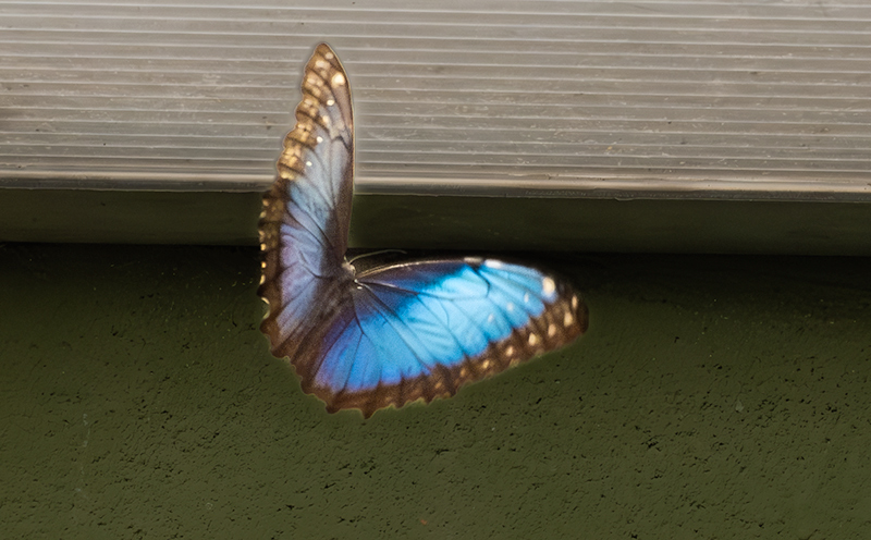 Morpho peleides