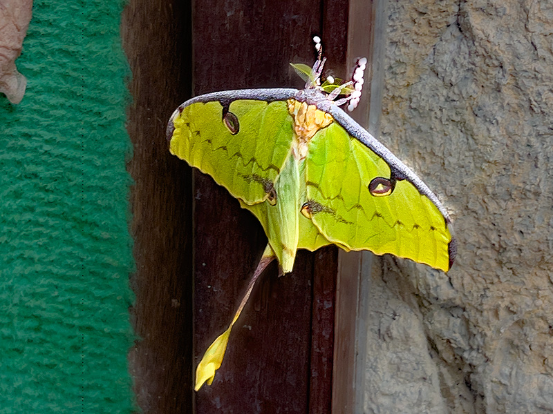 Argema Mimosae
