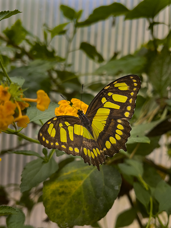 Siproeta stelenes