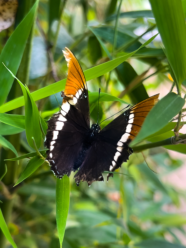 Siproeta epaphus