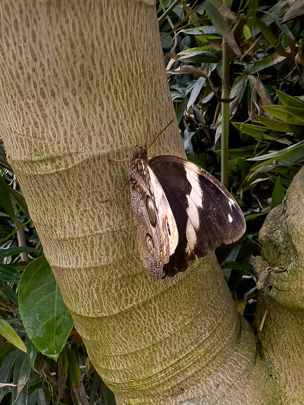 Opsiphanes tamarindi