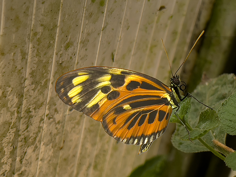 Heliconius ismenius