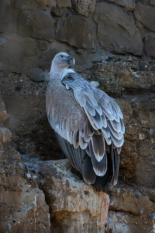 Voltor Comú (Gyps fulvus)